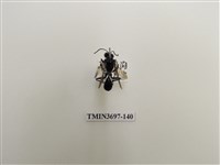 藏品(膜翅目(蜂))的圖片